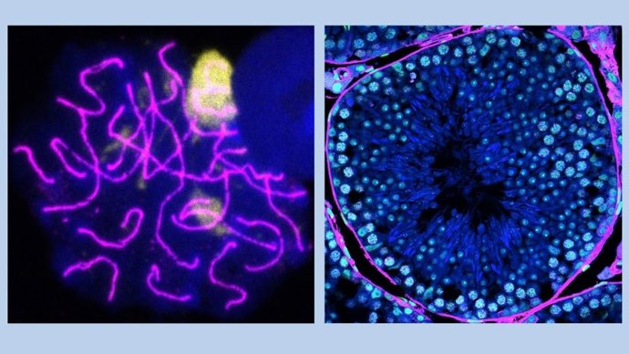 Espermatocito (izquierda) y túbulo seminífero de ratón (derecha) visualizados por microscopia de alta resolución.