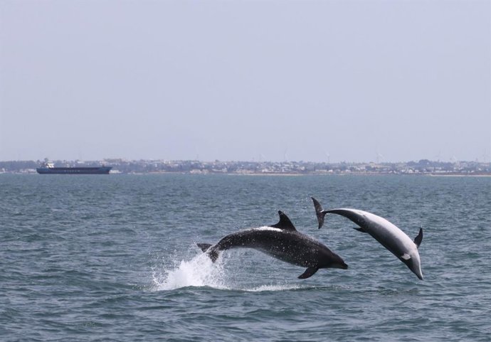 Delfines mulares durante una de las salidas de campo en el litoral andaluz.