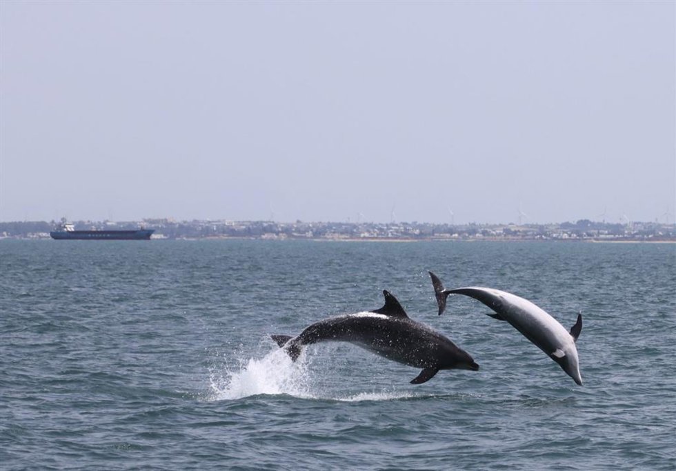 Delfines mulares durante una de las salidas de campo en el litoral andaluz.