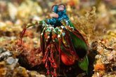 Foto: El secreto de un depredador marino para ver lo invisible inspira una nueva cámara para cirugías de cáncer más precisas