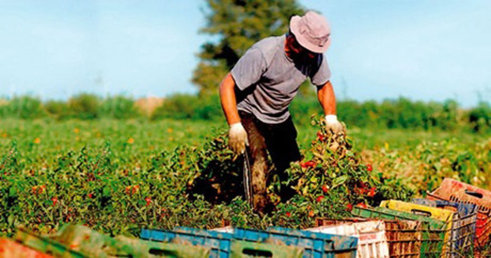 Archivo - Un trabajador del campo recolectando.