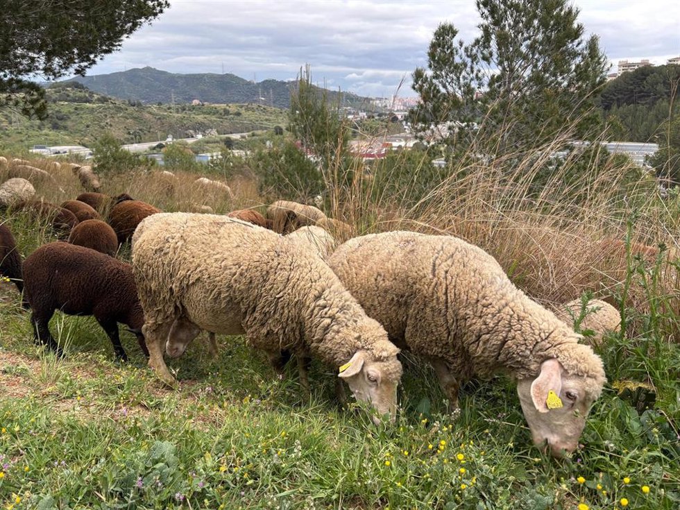 Archivo - Dos ovejas de un rebaño pastando en el Parc Natural de Collserola