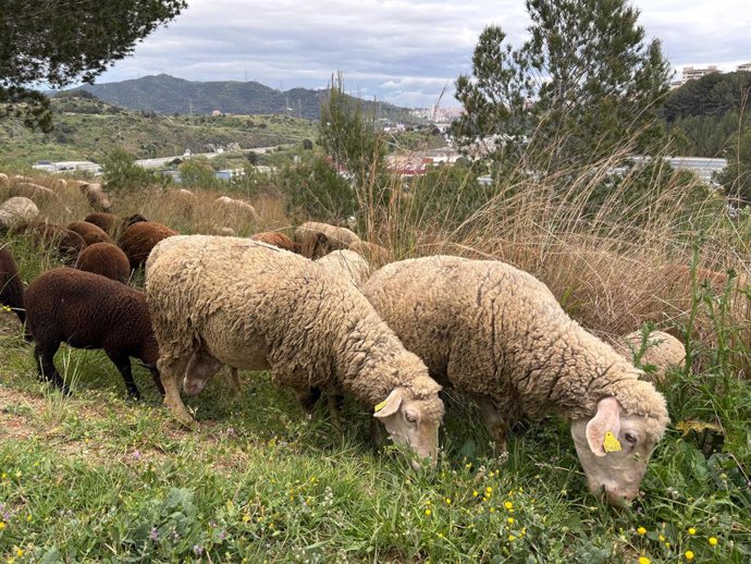 Archivo - Dos ovejas de un rebaño pastando en el Parc Natural de Collserola