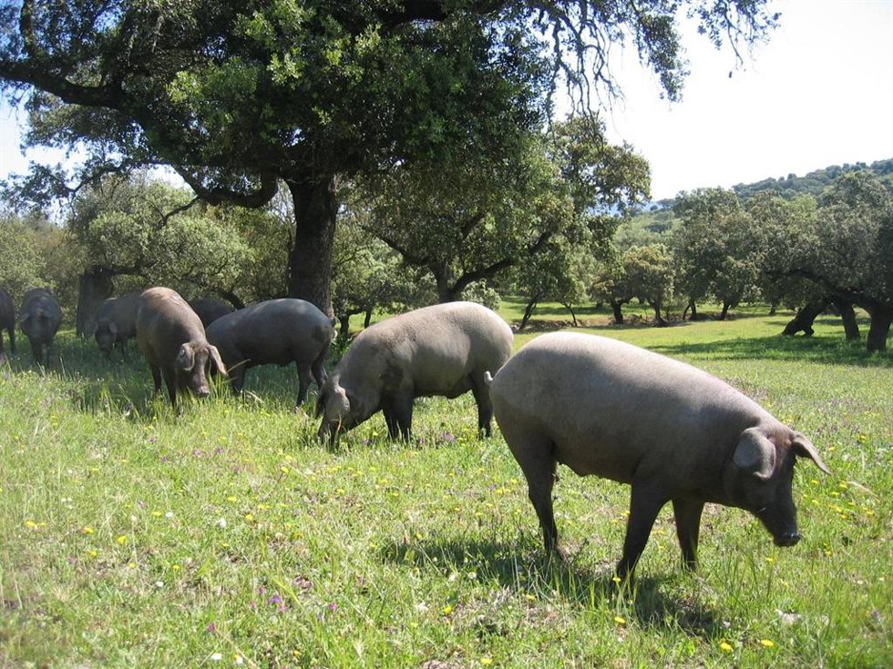 Ejemplares en una granja de porcinos en extensivo.