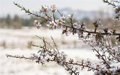 Las organizaciones agrarias destacan un aumento del 17,94% de la producción de almendra en Andalucía