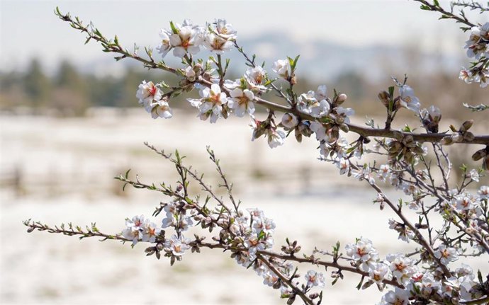 Las organizaciones agrarias destacan un aumento del 17,94% de la producción de almendra en Andalucía Faeca Granada ha solicitado a la Junta de Andalucía la puesta en marcha de una línea extraordinaria de ayudas destinada a paliar los graves daños ocasionados por las heladas en el cultivo del almendro en la provincia.