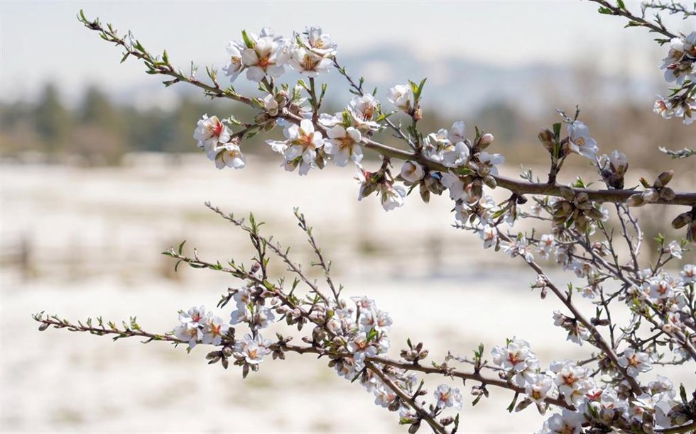 Faeca Granada ha solicitado a la Junta de Andalucía la puesta en marcha de una línea extraordinaria de ayudas destinada a paliar los graves daños ocasionados por las heladas en el cultivo del almendro en la provincia.