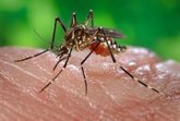 Foto: Un estudio revela que los mosquitos de la fiebre amarilla pueden aprender a asociar el DEET con la comida