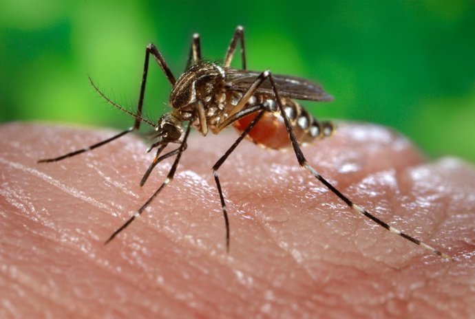 Archivo - Mosquito de la fiebre amarilla. / James Gathany