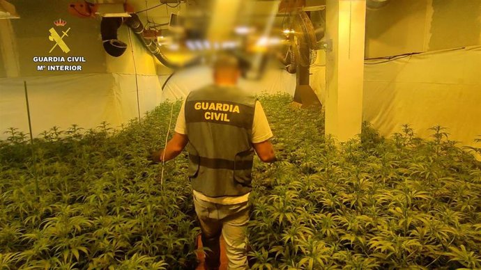 Desmantelados dos cultivos de marihuana en Benicarló y Torreblanca con más de 1.300 plantas