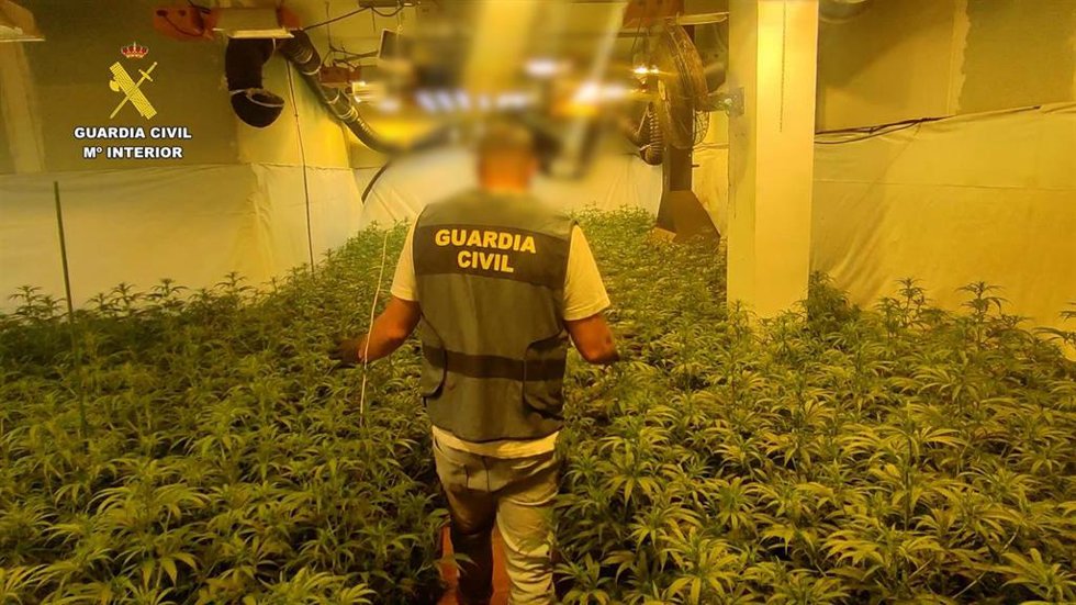 Desmantelados dos cultivos de marihuana en Benicarló y Torreblanca con más de 1.300 plantas