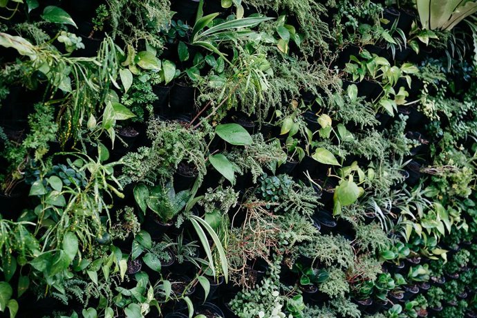 Jardín vertical
