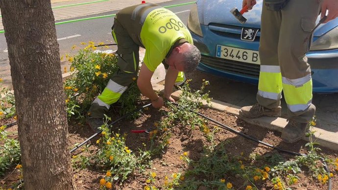 Dos trabajadores de Parques y Jardines, en pleno proceso de plantación de arbustos en la avenida de El Greco