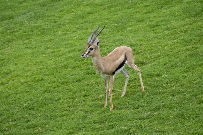 El macho del segundo mamífero más veloz de África ya corre por la sabana de BIOPARC Valencia