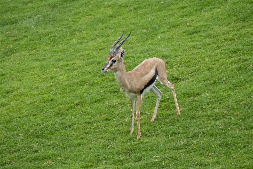 El macho del segundo mamífero más veloz de África ya corre por la sabana de BIOPARC Valencia