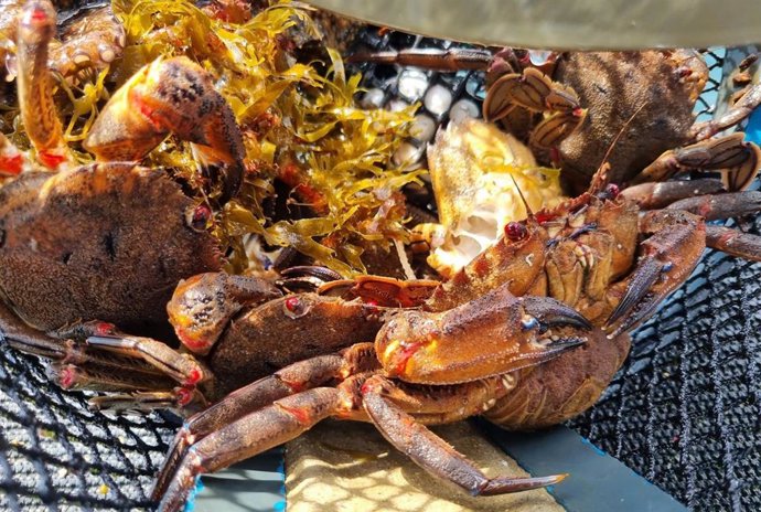 Marisco devuelto al mar por Gardacostas