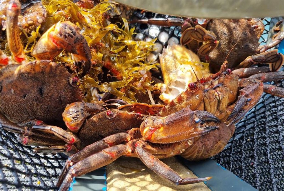 Marisco devuelto al mar por Gardacostas