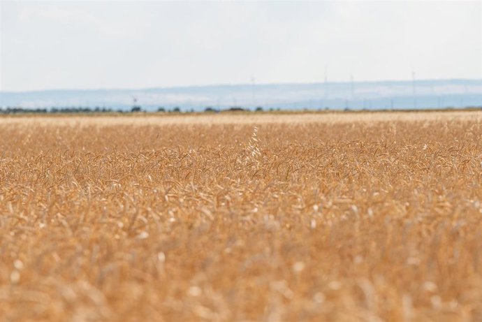 Archivo - Campo de pasto, a 17 de junio de 2024, en Albacete, Castilla-La Mancha (España).