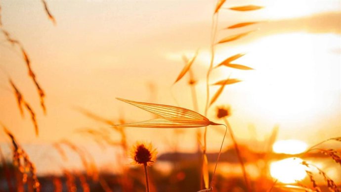 'Primaverano'; síntomas de alergia primaveral y calor del verano