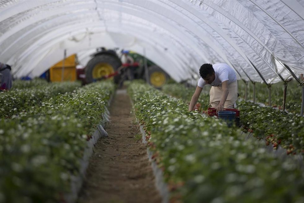 Archivo - Explotación agrícola en Moguer (Huelva) dedicada al cultivo de la fresa.