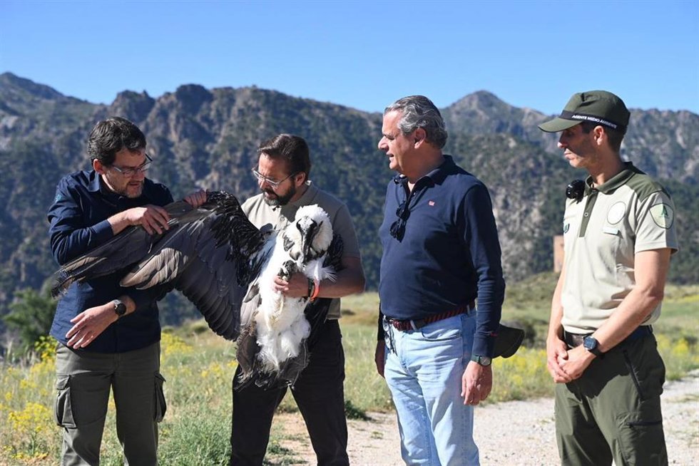 El delegado de la Junta ha participado en la suelta de tres pollos de quebrantahuesos en el Parque Nacional y Parque Natural de Sierra Nevada, coincidiendo con el 20 aniversario del inicio del proyecto que permite ver volar a esta ave en cielos andaluces.