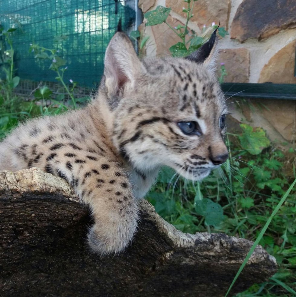 Uno de los linces nacidos en el centro La Olivilla en la temporada de cría 2026.