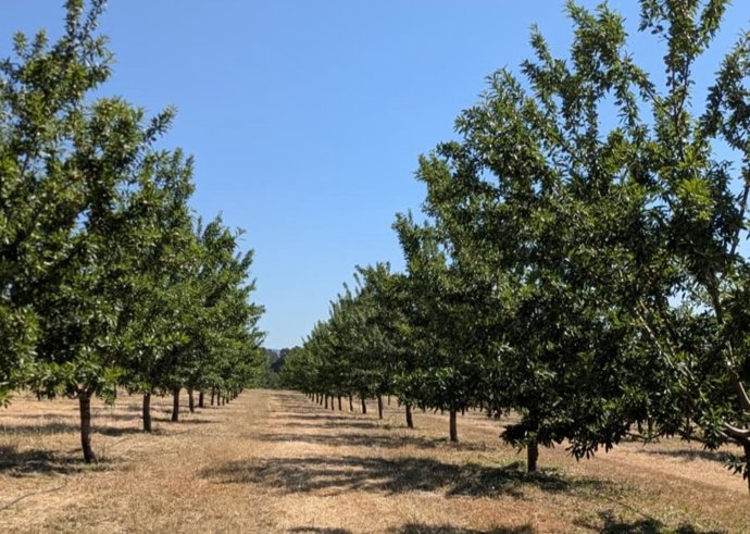 Campo de almendros en Mallorca