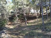 Foto: Baleares se adhiere a una plataforma internacional para promover y divulgar la gestión forestal sostenible