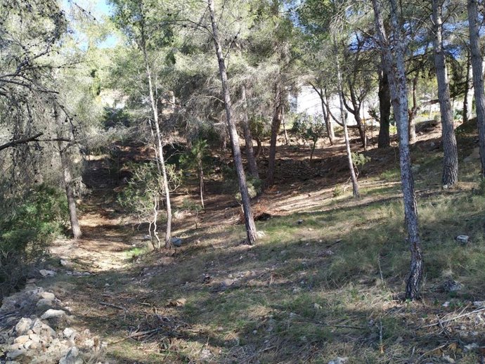 Archivo - Bosque de Eivissa.