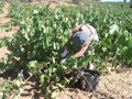 La UAL identifica los factores sociales y laborales que deterioran el bienestar de migrantes temporeros