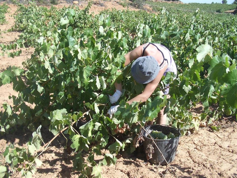 Archivo - Imagen de archivo de un trabajador en el campo.