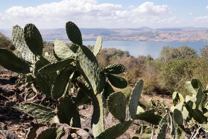 Archivo - Paisaje de Galiela, en el norte de Israel (archivo)