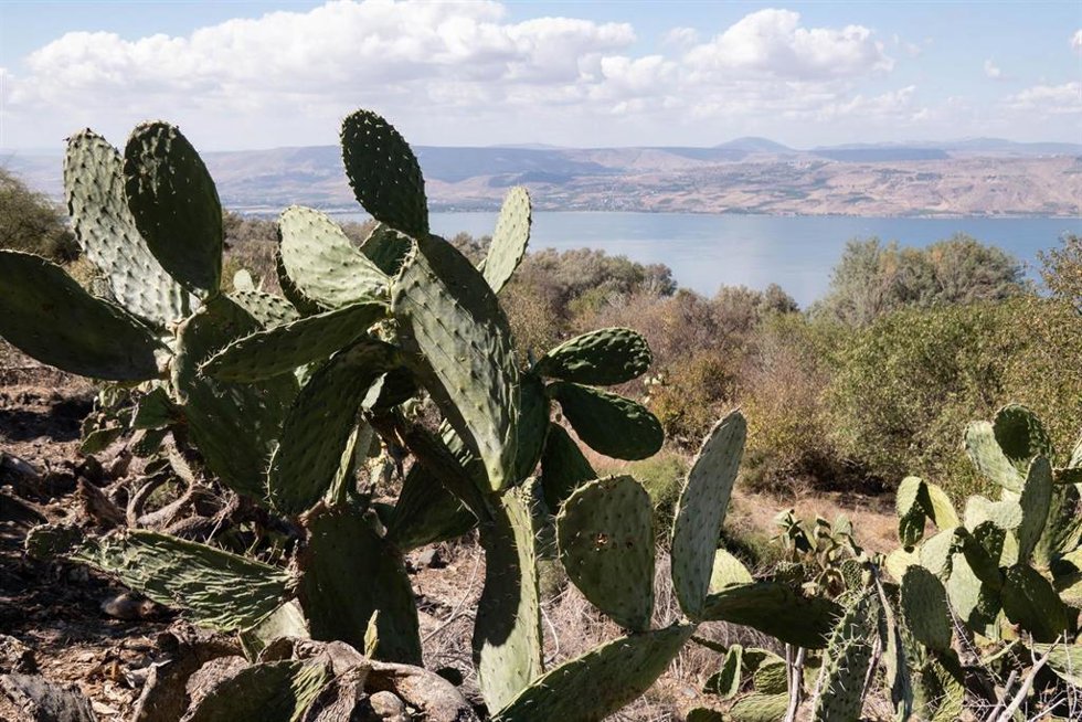 Archivo - Paisaje de Galiela, en el norte de Israel (archivo)