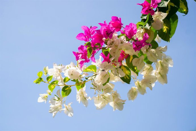 La planta que resiste el calor del verano, crece a pleno sol y llena los jardines de color