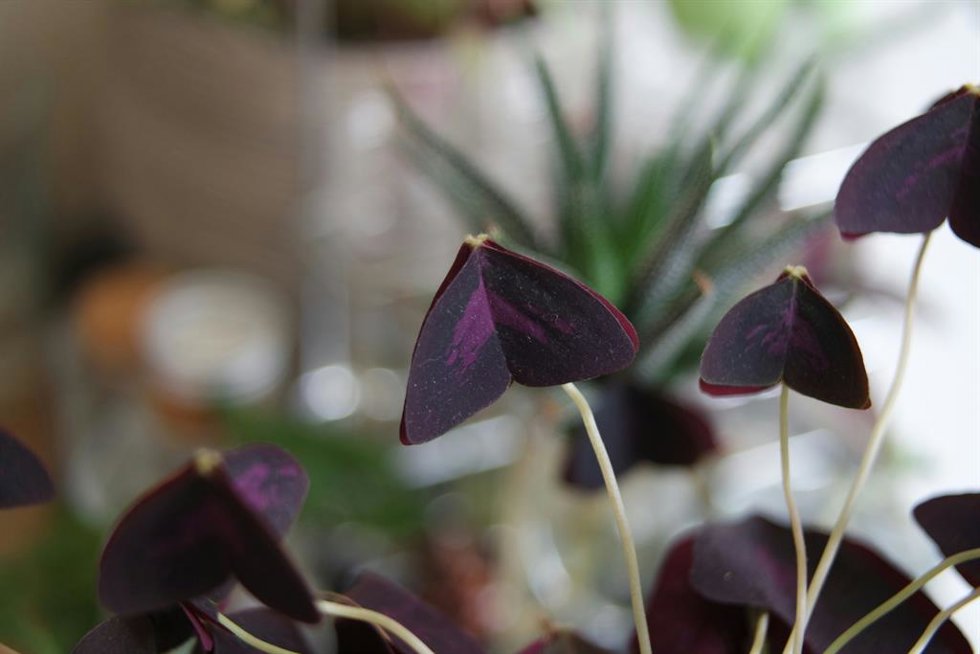 Parecen mariposas, pero no lo son: la planta morada que reacciona a la luz