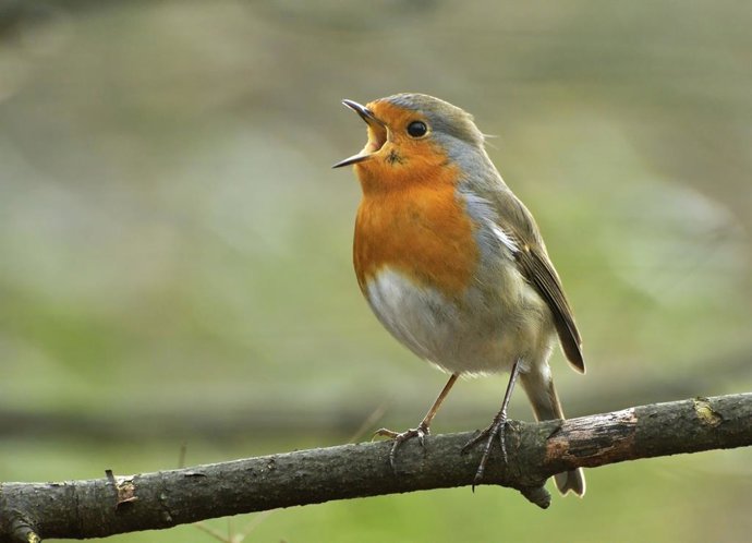 Txori bat