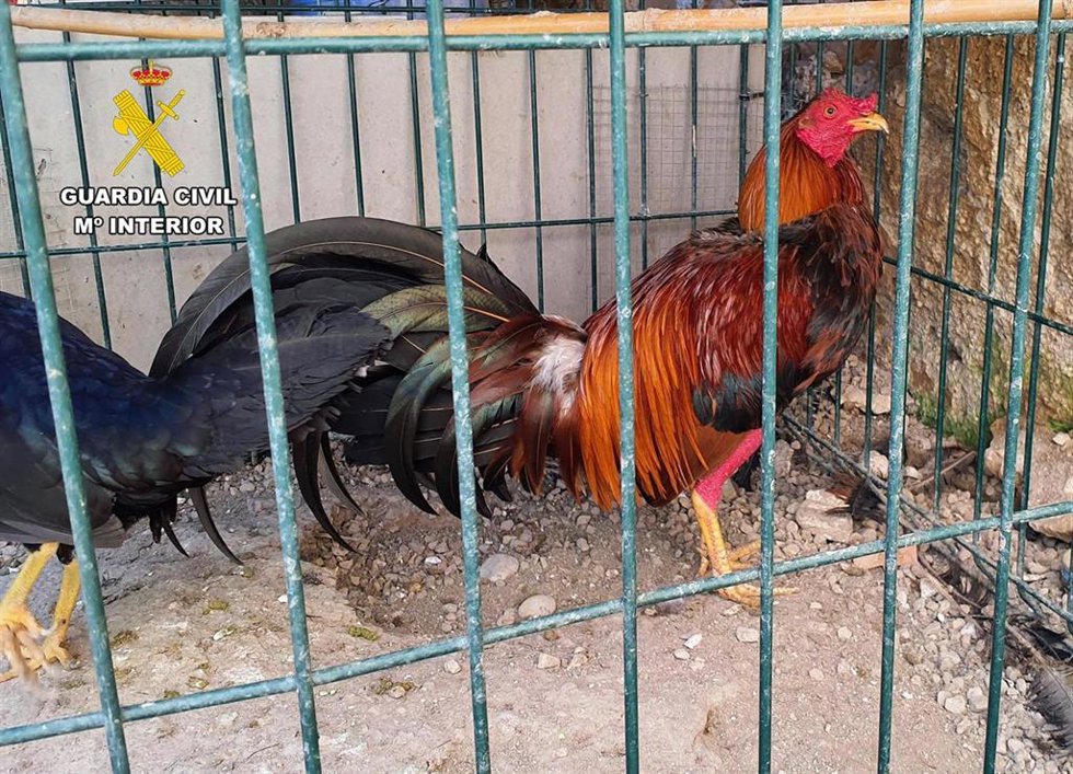 Los especialistas del SEPRONA hallaron una veintena de gallos de la especie combatiente español con mutilaciones en las crestas