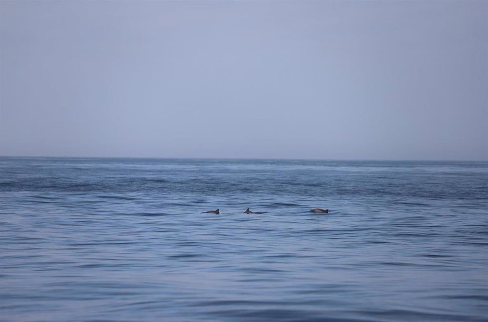 Marsopas en el Mar de Alborán