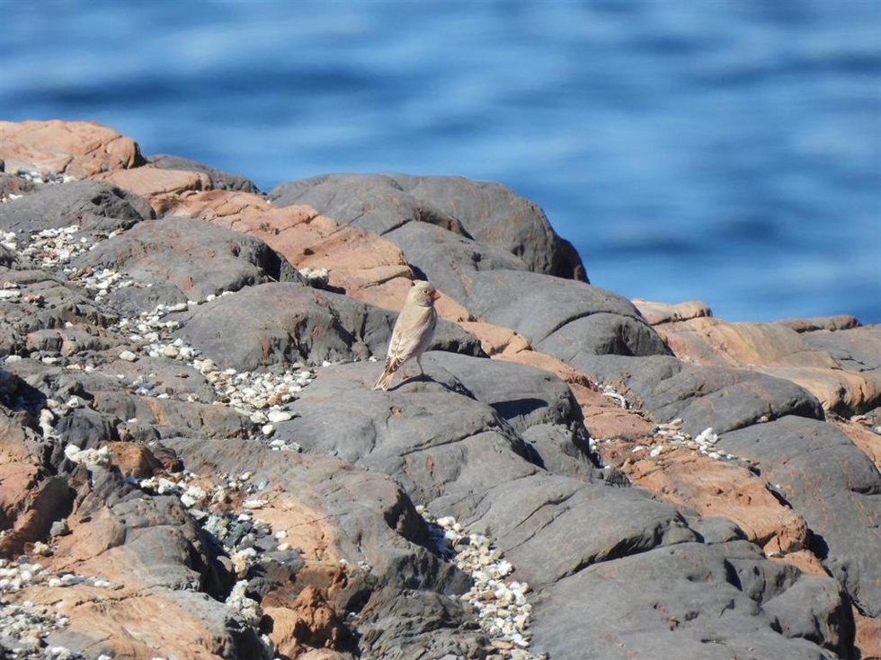 Ejemplar de camachuelo trompetero (Bucanetes githagineus) en la Región de Murcia.