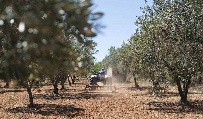 Un tractor realiza tareas de labranza en un olivar.