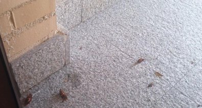 Jerez al día