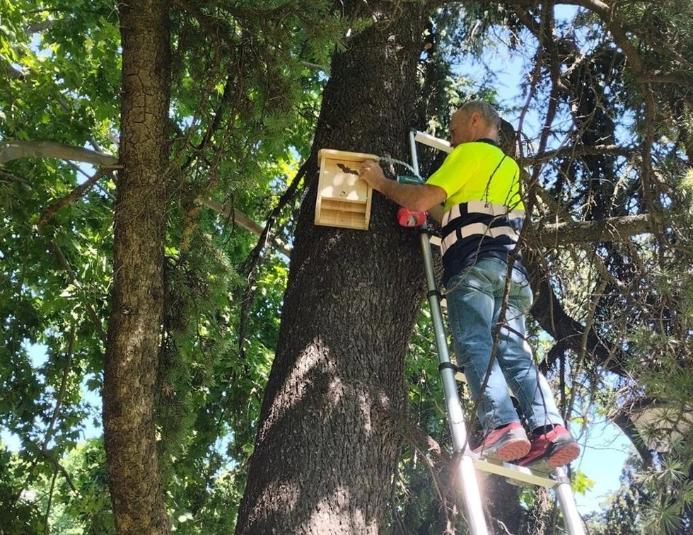 Instalación de refugio artificial para murciélagos en una zona verde cordobesa.