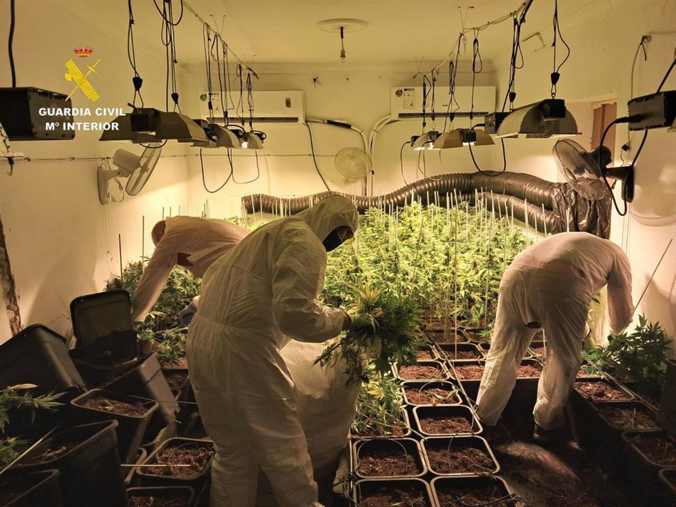 Los agentes desmantelan un cultivo 'indoor' en Lebrija, con enganche ilegal a la red eléctrica.