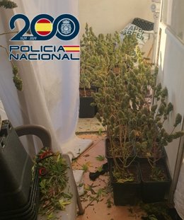 La Policía Nacional detiene a diez personas el mismo día en Granada capital como resultado del “Plan Norte”, llevando a cabo tres registros y con la aprehensión de 650 plantas de marihuana