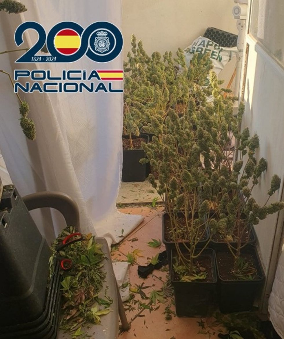 La Policía Nacional detiene a diez personas el mismo día en Granada capital como resultado del “Plan Norte”, llevando a cabo tres registros y con la aprehensión de 650 plantas de marihuana