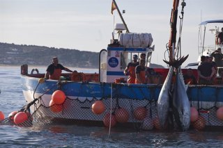 Archivo - Varios pescadores durante la ‘levantá’ del atún en las inmediaciones de Barbate, a 27 de mayo de 2025, en Barbate, Cádiz, Andalucía (España). Archivo