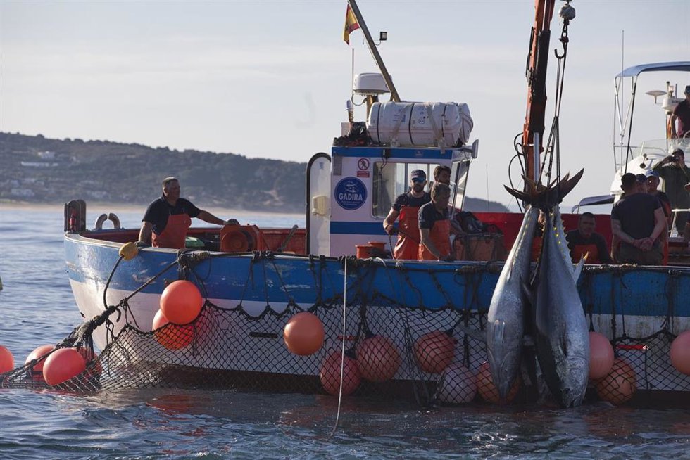 Archivo - Varios pescadores durante la ‘levantá’ del atún en las inmediaciones de Barbate, a 27 de mayo de 2025, en Barbate, Cádiz, Andalucía (España). Archivo