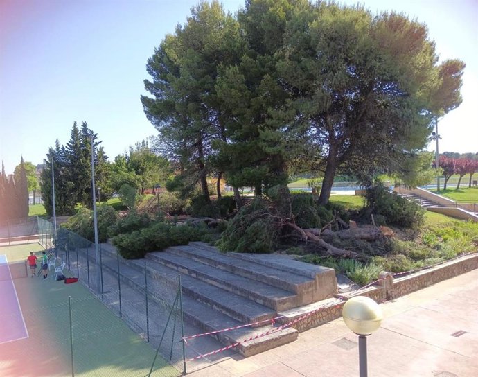 Alfaro prioriza la seguridad ciudadana con un plan urgente de saneamiento del arbolado en el Polideportivo