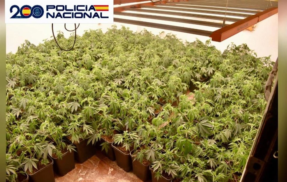 Imagen de las plantas de marihuana intervenidas