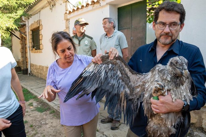 La consejera de Sostenibilidad y Medio Ambiente en funciones, Catalina García, junto a responsables del centro de cría Guadalentín, observa al quebrantahuesos liberado.